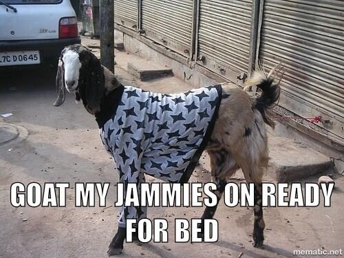 Goat My Jammies On Ready For Bed Funny Goat Meme Picture
