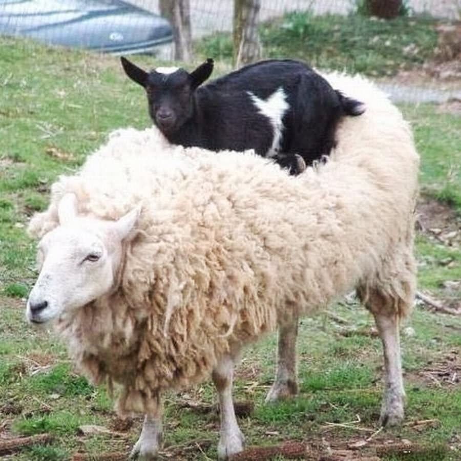 Goat Over Sheep With Funny Face