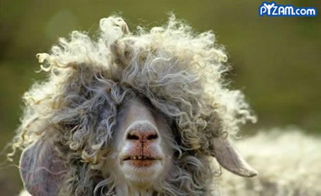 Goat With Hair Funny Face Photo