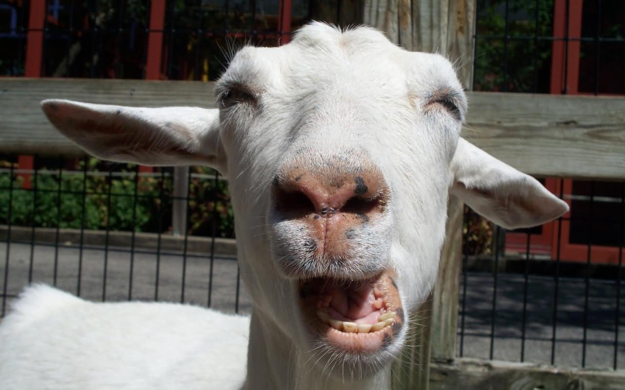 Goat laughing Face Funny Picture