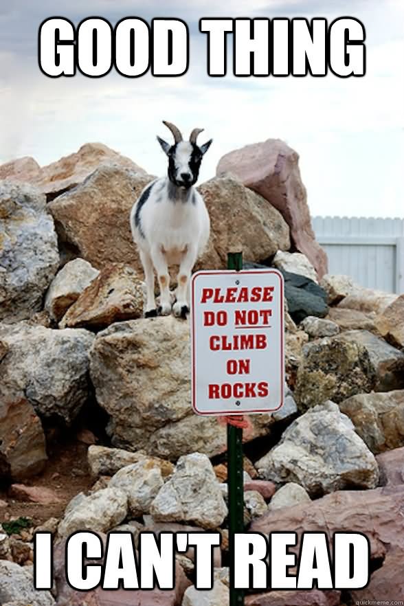 Good Thing I Can't Read Funny Goat Meme Picture
