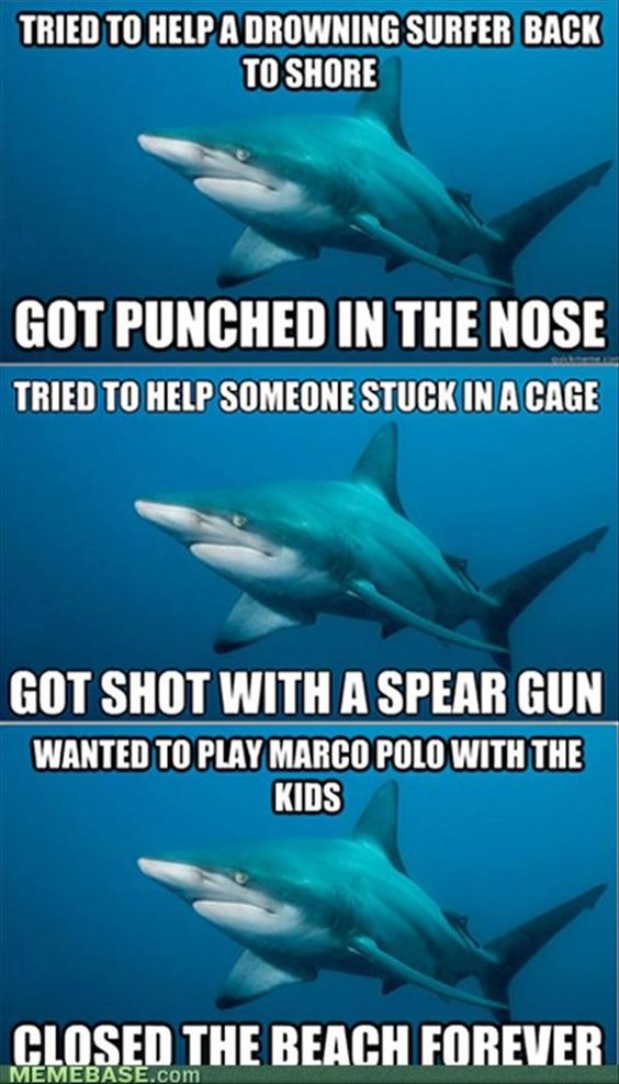 Got Punched In The Nose Funny Shark Meme Picture