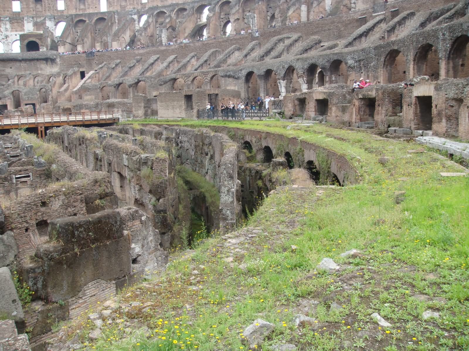 Grass Inside The Colosseum, Rome