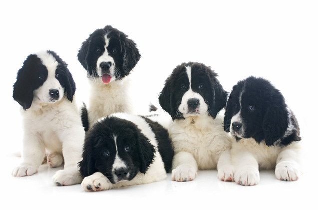 Group Of Black And White Newfoundland Puppies Sitting