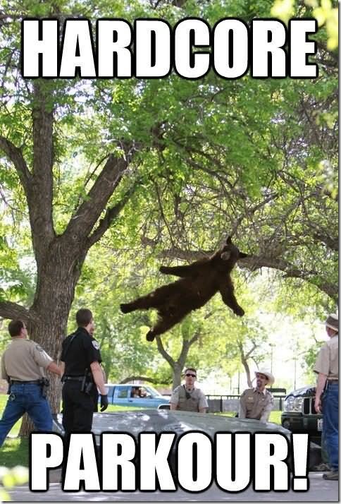 Hanging Bear Funny Meme Picture