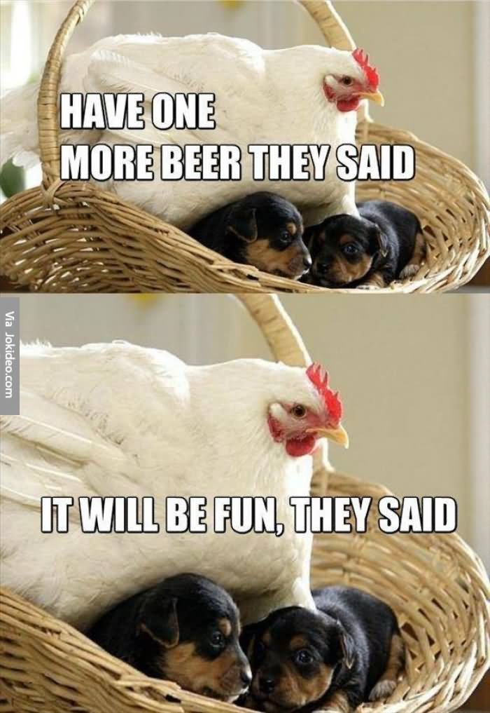 Have One Beer They Said Funny Chicken Meme Picture