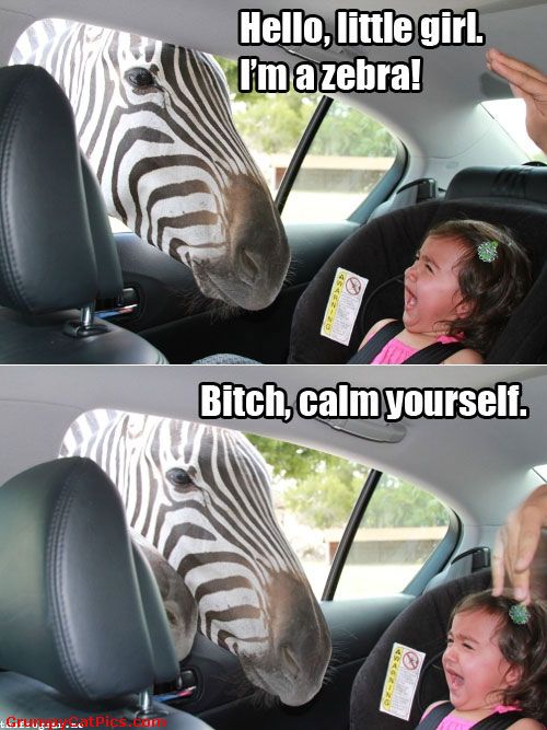 Hello Little Girl I Am A Zebra Funny Zebra Meme Image For Facebook