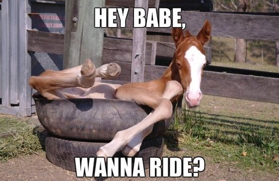 Hey Babe Wanna Ride Funny Horse Meme Image