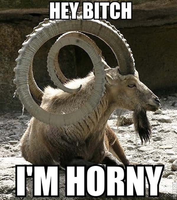Hey Bitch I Am Horny Funny Goat Meme Picture For Facebook