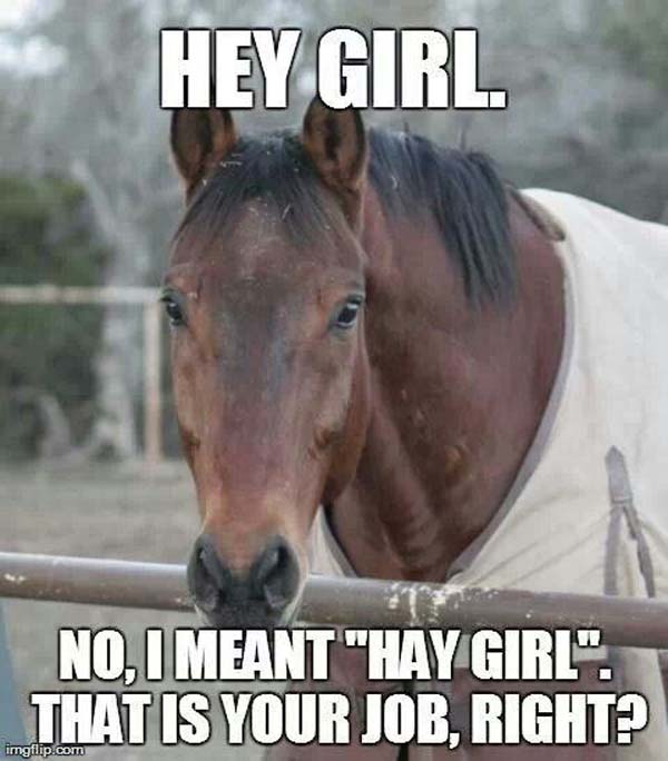 Hey Girl No I Meant Hay Girl That Is Your Job Right Funny Horse Meme Image