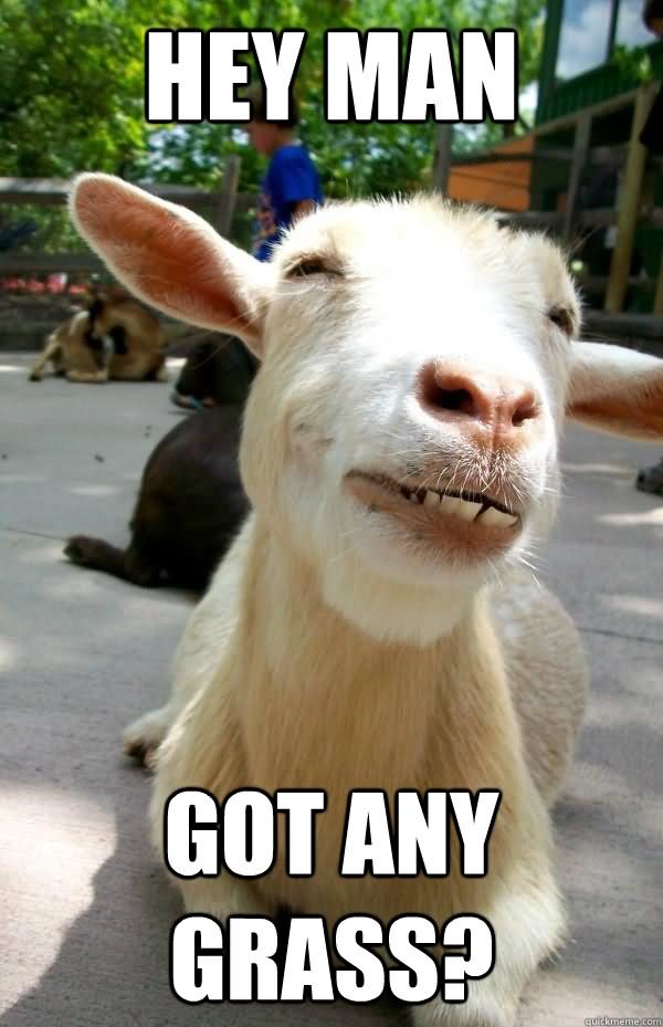 Hey Man Got Any Grass Funny Goat Meme Picture
