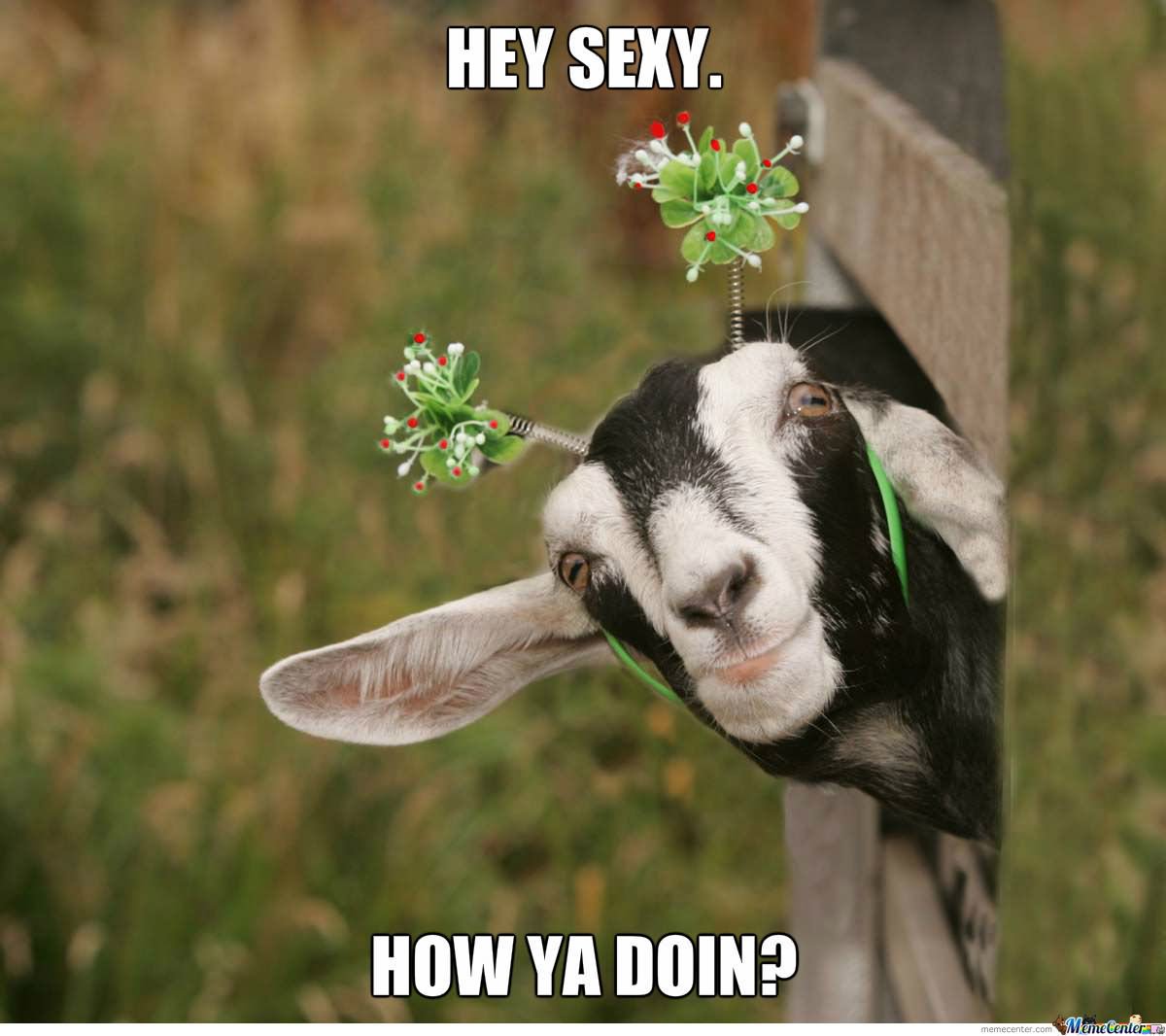 Hey Sexy How Ya Doin Funny Goat Meme Image