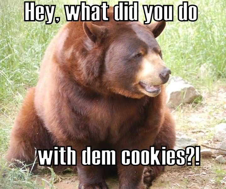 Hey What Did You Do With Dem Cookies Funny Bear Meme Picture