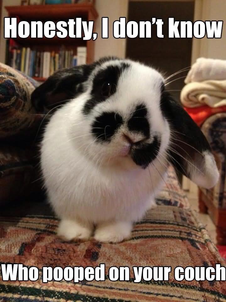 Honestly I Don't Know Who Pooped On Your Couch Funny Rabbit Meme Picture