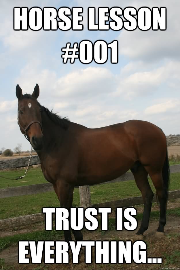 Horse Lesson Trust Everything Funny Horse Meme Image