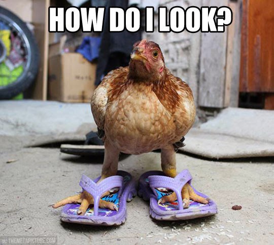 How Do I Look Funny Chicken Meme Photo For Whatsapp
