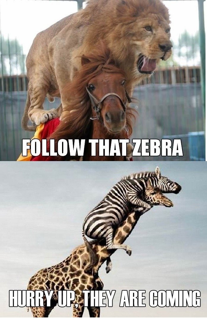 Hurry-Up-They-Are-Coming-Funny-Zebra-Mem