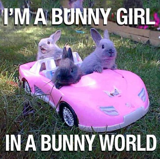 I Am A Bunny Girl In A Bunny World Funny Rabbit Meme Image