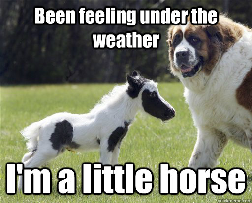 I Am A Little Horse Funny Meme Picture For Facebook