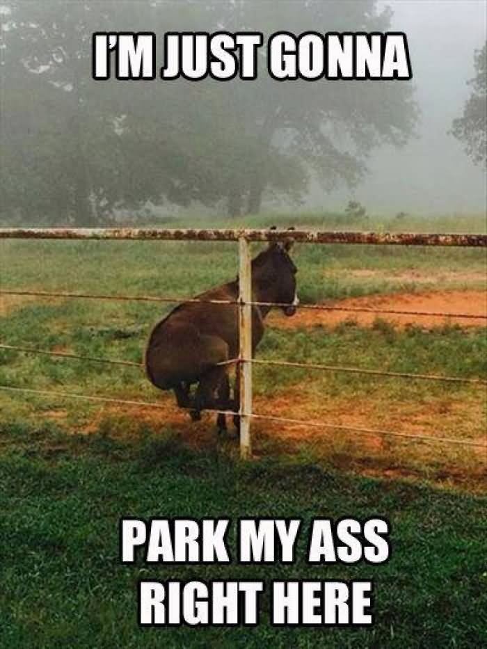 I Am Just Gonna Park Ass Right Funny Donkey Meme Picture