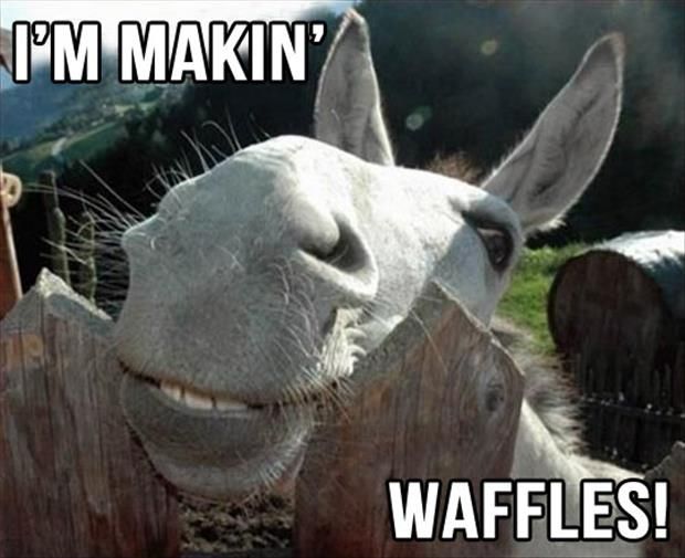 I Am Makin Wafflese Funny Donkey Meme Picture