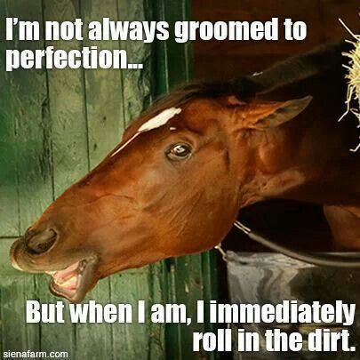 I Am Not Always Groomed To Perfection Funny Horse Meme Image