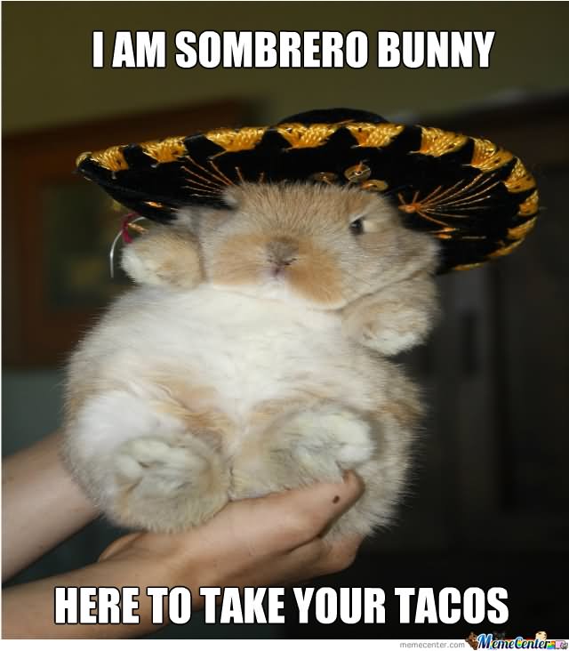 I Am Sombrero Bunny Funny Rabbit Meme Picture
