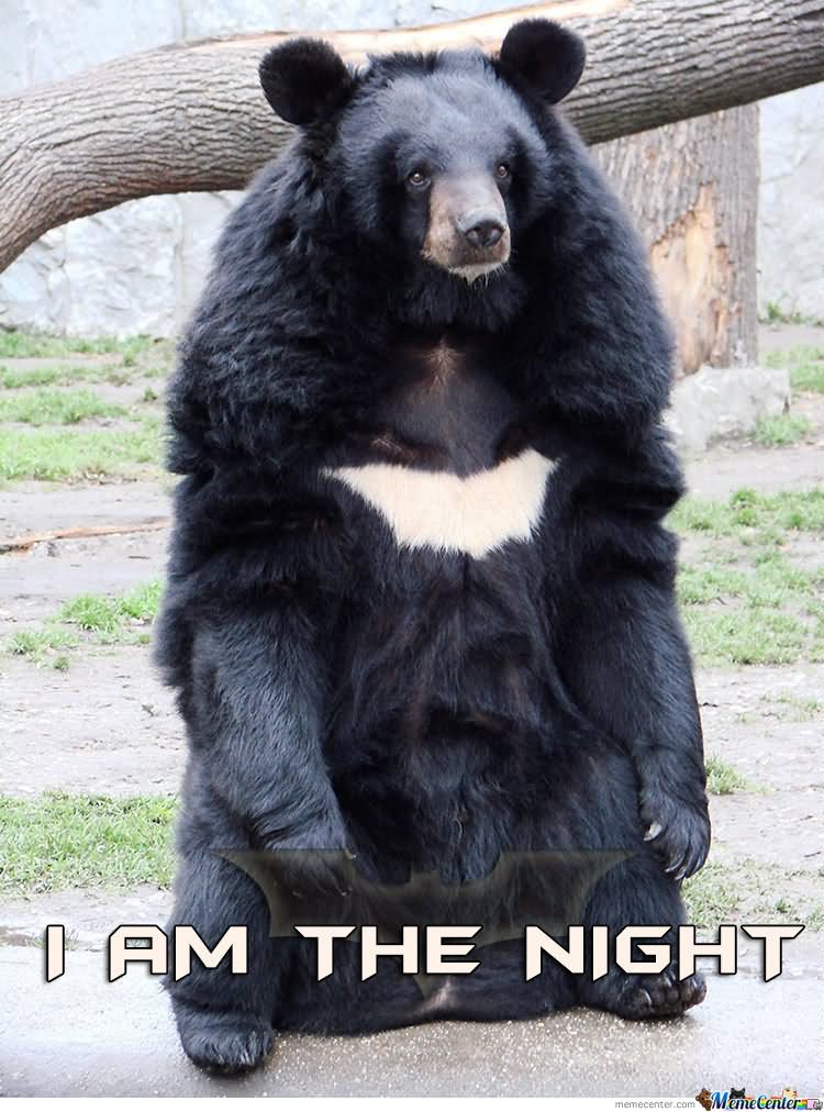 I Am The Night Funny Bear Meme Image For Whatsapp