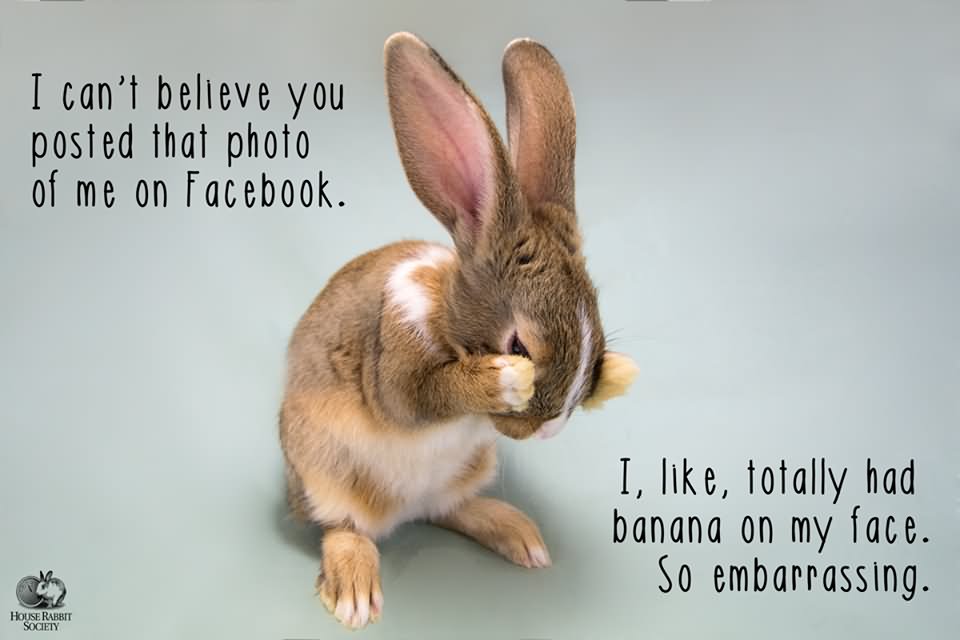 I Can't Believe You Posted That Photo Of Me On Facebook Funny Rabbit Meme Picture