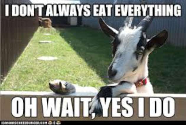 I Don't Always Eat Everything Funny Goat Meme Image