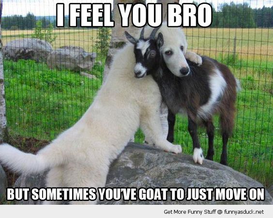 I Feel You Bro Funny Goat Meme Picture For Whatsapp