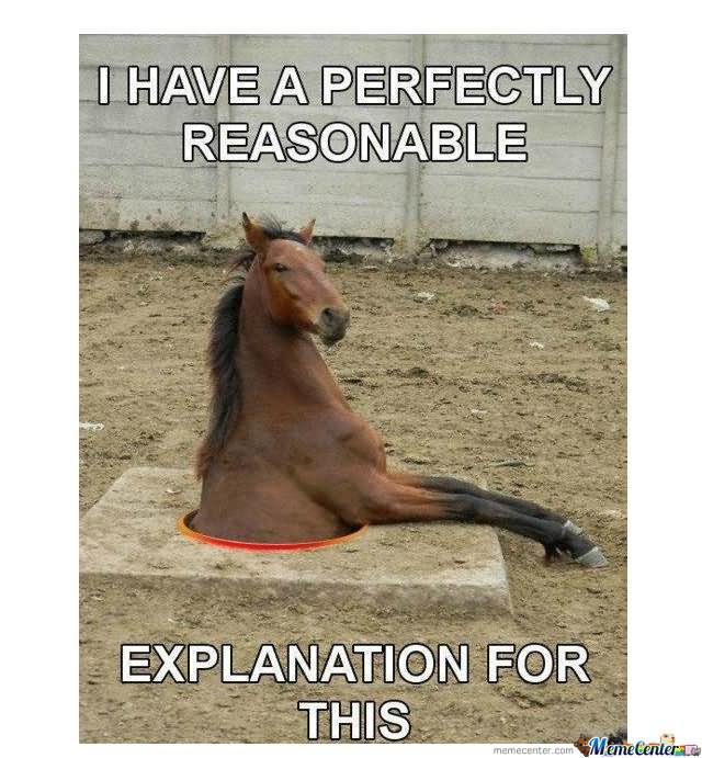 I Have A Perfectly Reasonable Funny Horse Meme Picture