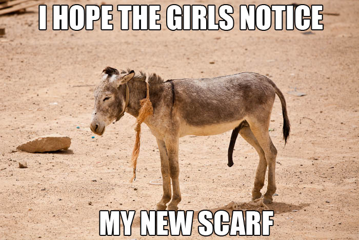 I Hope The Girls Notice My New Scare Funny Donkey Meme Picture