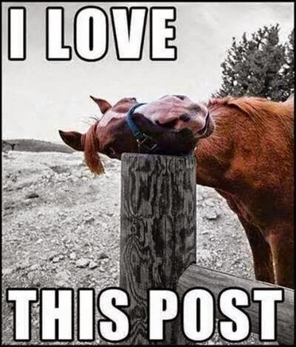 25 Very Funny Horse Meme Pictures Of All The Time