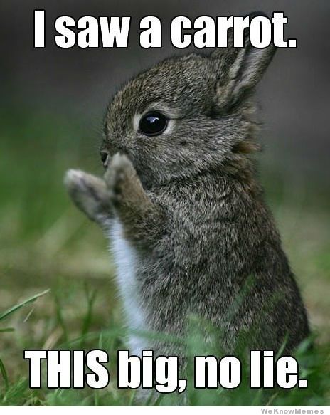I Saw A Carrot This Big No Lie Funny Rabbit Meme Picture