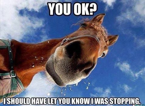 I Should Have Let You Know I Was Stopping Funny Horse Meme Photo