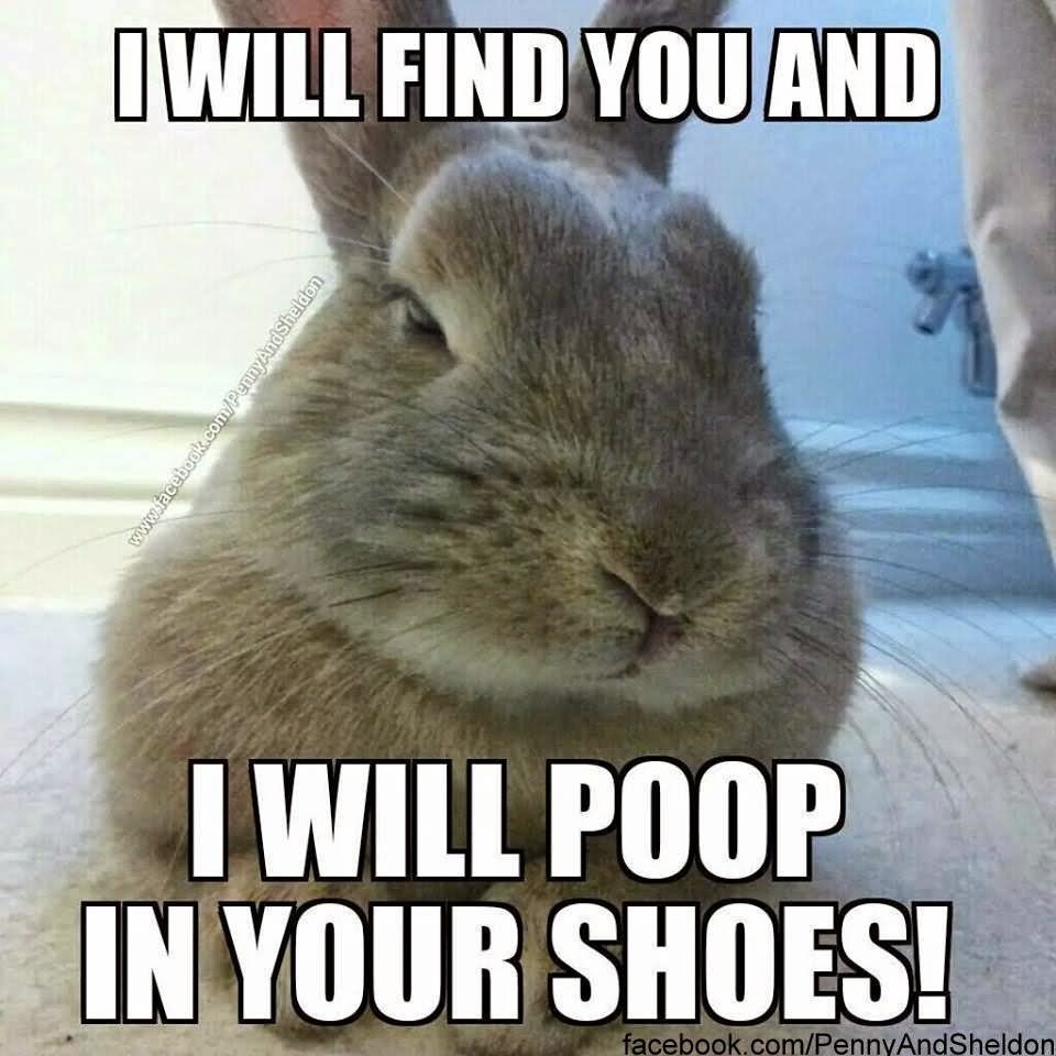 I Will Find You And I Will Poop In Your Shoes Funny Rabbit Meme Picture