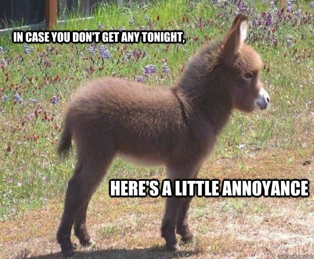 In Case You Don't Get Any Tonight Funny Donkey Meme Picture
