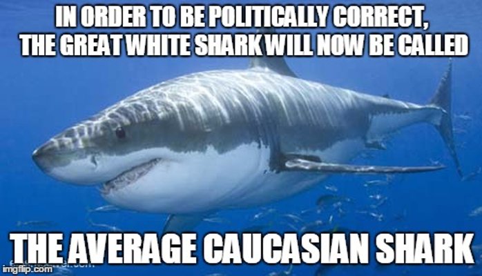 In Order To Be Politically Correct Funny Shark Meme Image