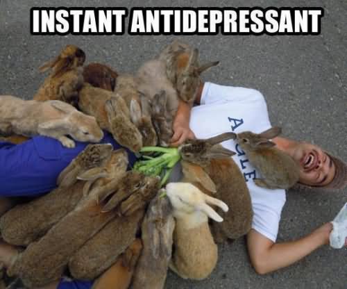 Instant Antidepressant Funny Rabbit Meme Picture