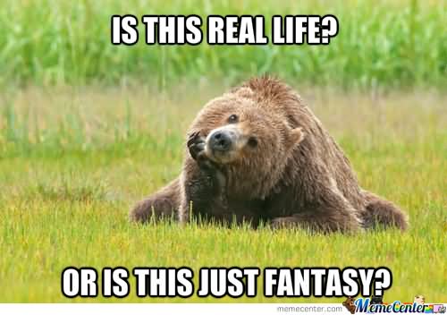 Is This Real Life Funny Bear Meme Image