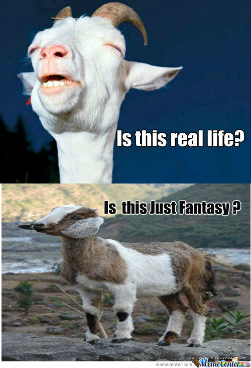 Is This Real Life Funny Goat Meme Picture