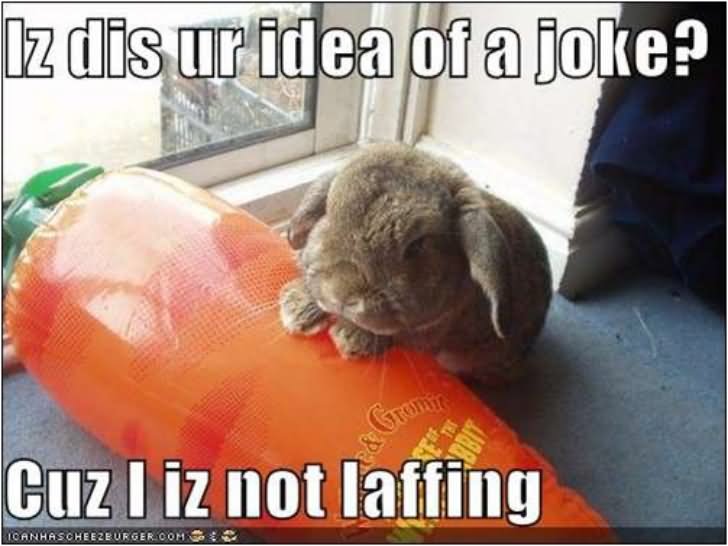 Iz Dis Ur Idea Of A Joke Guz I Iz No Laffing Funny Rabbit Meme Image