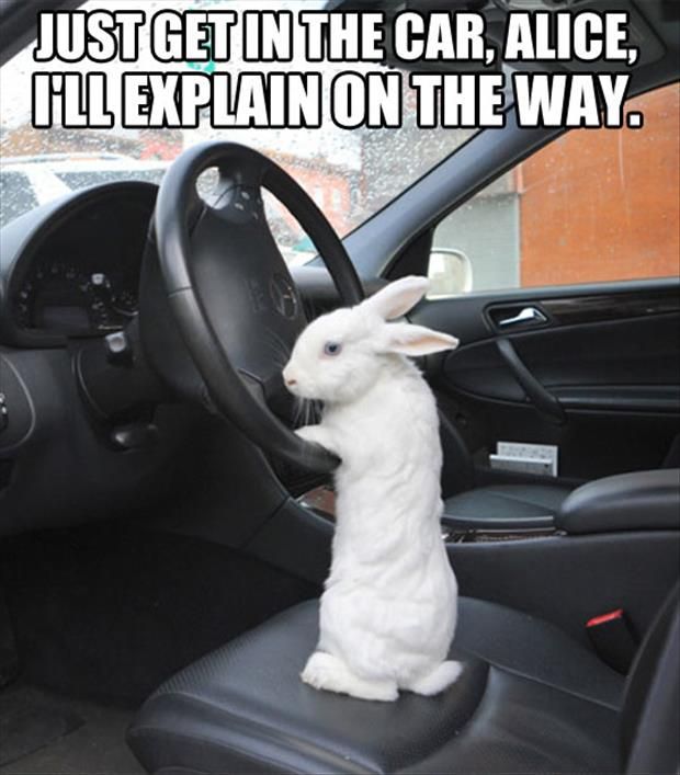 Just Get In The Car Alice I Will Explain On The Way Funny Rabbit Meme Picture