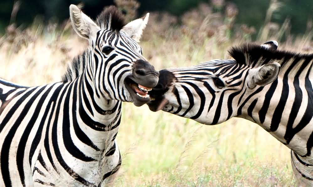 Kissing Face Zebra Couple Funny Image For Whatsapp