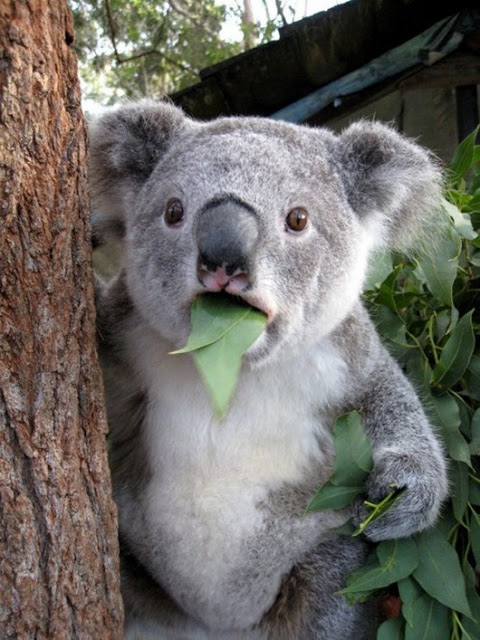 Koala Bear Eating Very Funny Face Photo