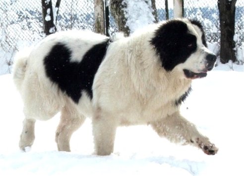 Landseer Newfoundland Dog Walking In Snow