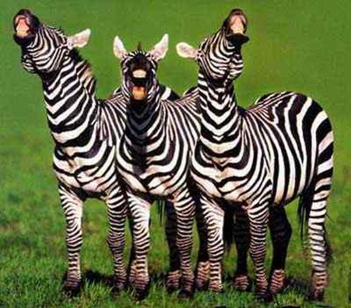 Laughing Zebras Funny Image