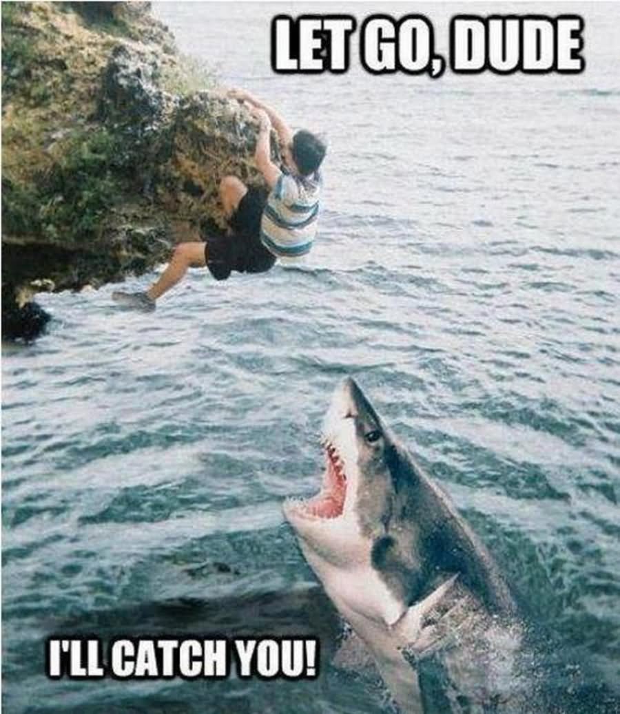 Let Go Dude I Will Catch You Funny Shark Meme Image