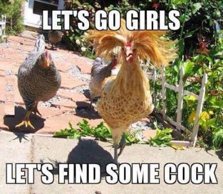Let's Go Girls Let's Find Some Cock Funny Chicken Meme Picture